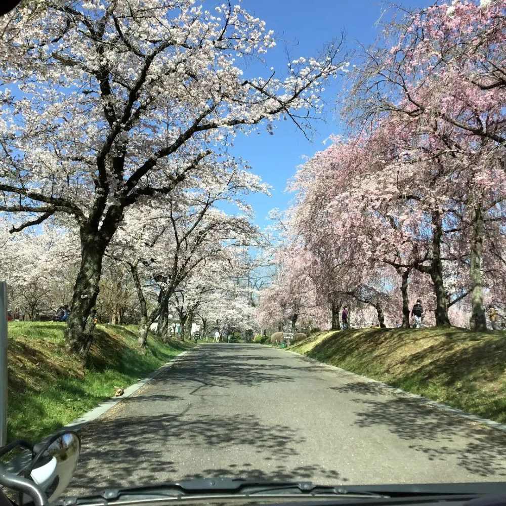 春のドライブ　秩父路は桜満開です。本日も安全運転で桜並木をドライブ外出です。#ウエルハイムヨコゼ 　#特養の日常 　#横瀬町 　#秩父　#お花見ドライブ 　#秩父路