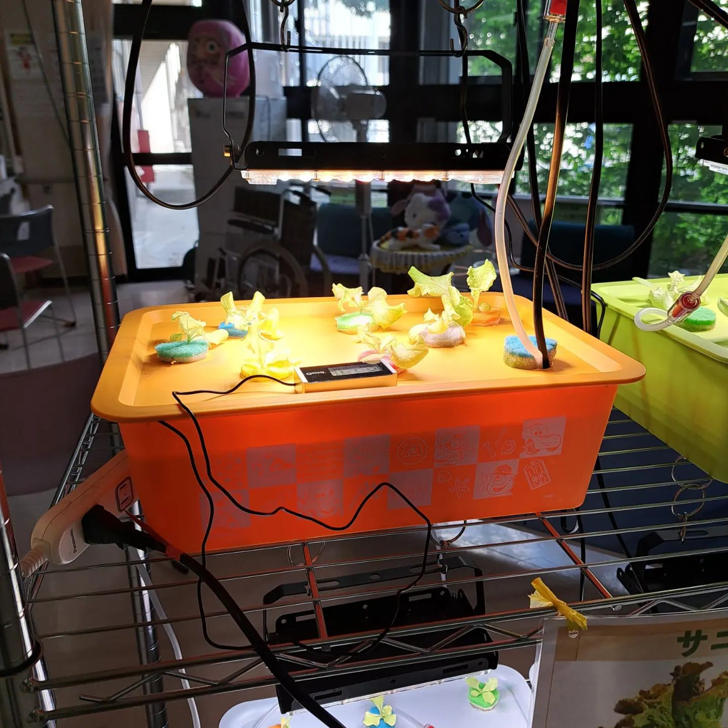 レタス水耕栽培通信6　すくすく育っております。サニーレタス紹介ボードを作りました。#ウエルハイムヨコゼ 　#横瀬デイサービスセンター 　#横瀬デイコラボ企画 　#横瀬町 　#秩父 　#レタス水耕栽培