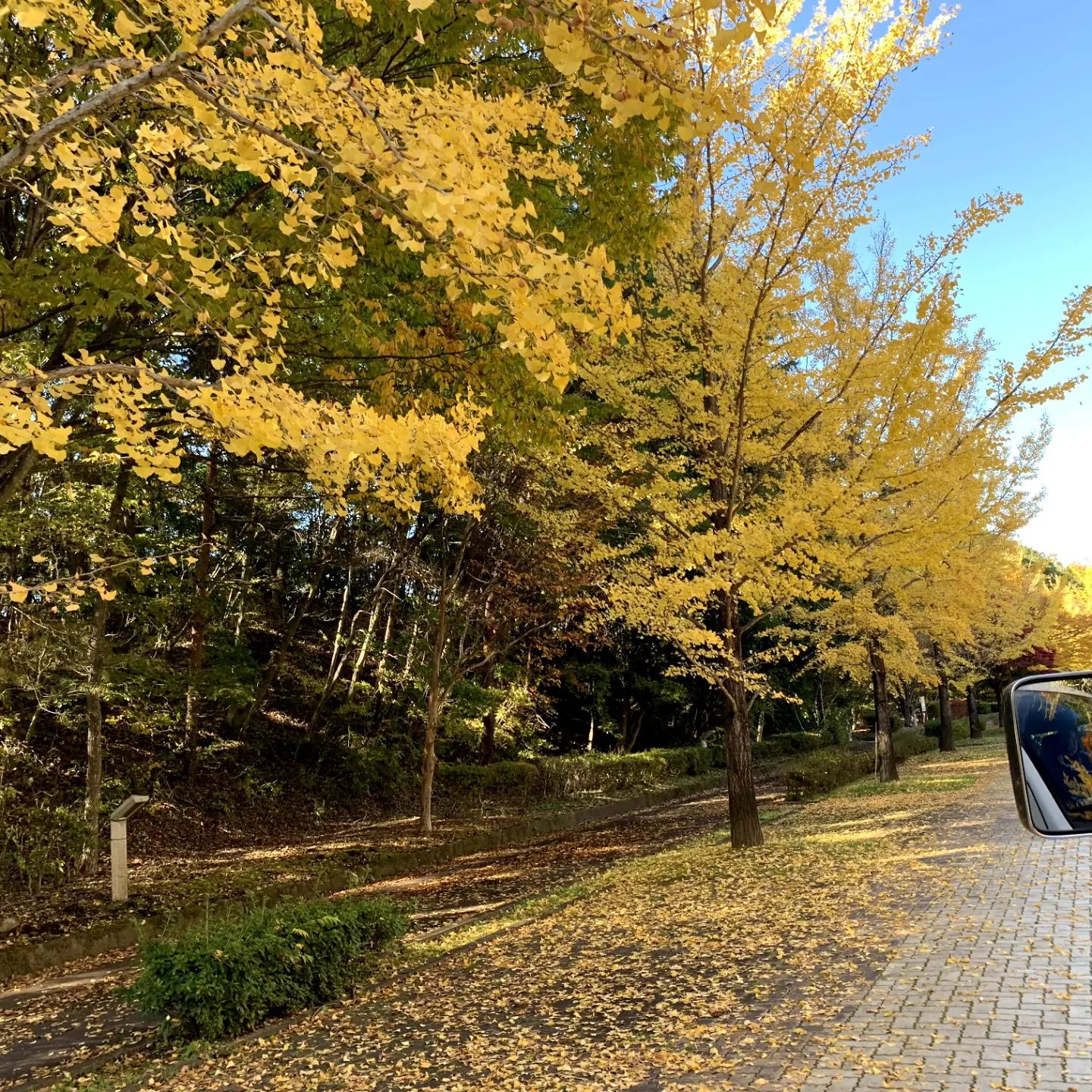 紅葉ドライブミューズパークは本日も色づいておりま～す🚐#ウエルハイムヨコゼ 　#横瀬町 #秩父ミューズパークの銀杏並木 #秩父　#特養の日常