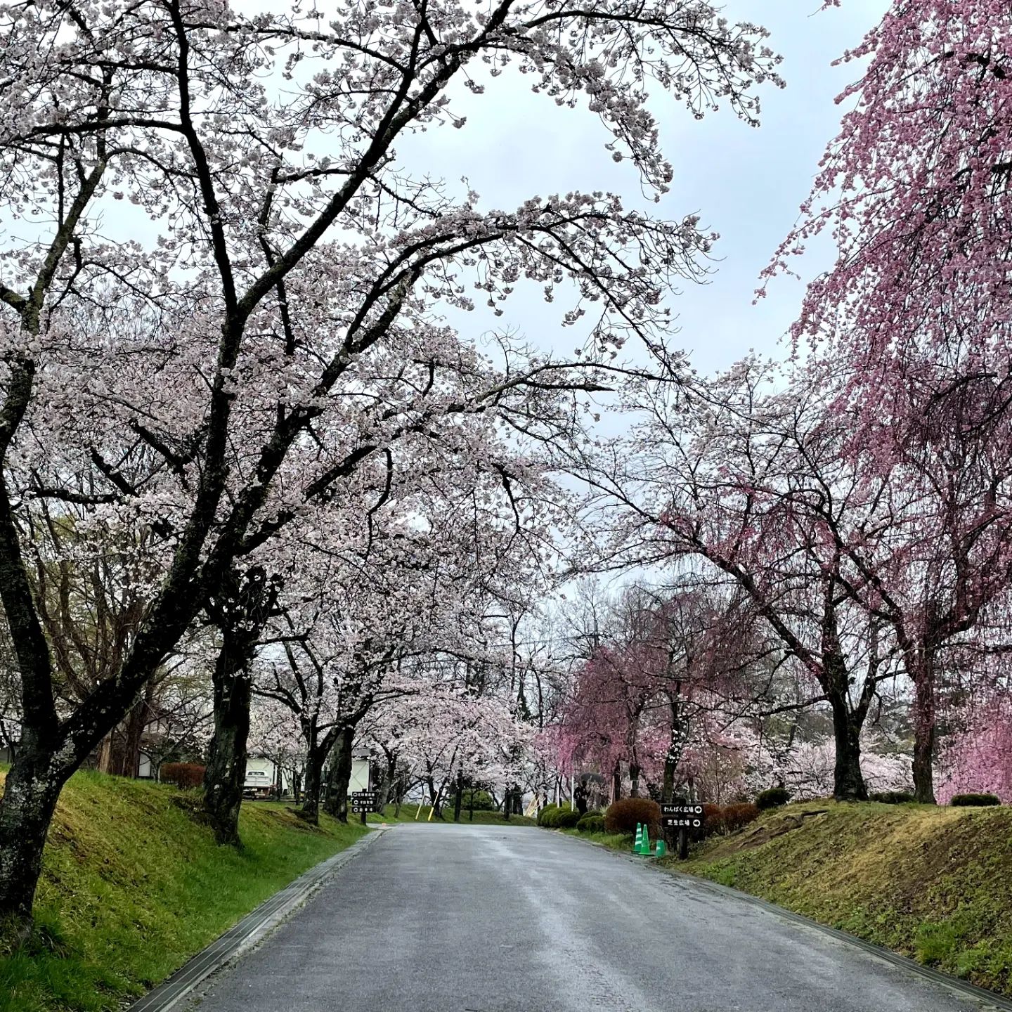 お花見　お花見ドライブに行ってきました。雨模様でしたが散る前に秩父桜を楽しめました#ウエルハイムヨコゼ #横瀬町 #秩父 #特養の日常 #秩父の桜 #特養ドライブ