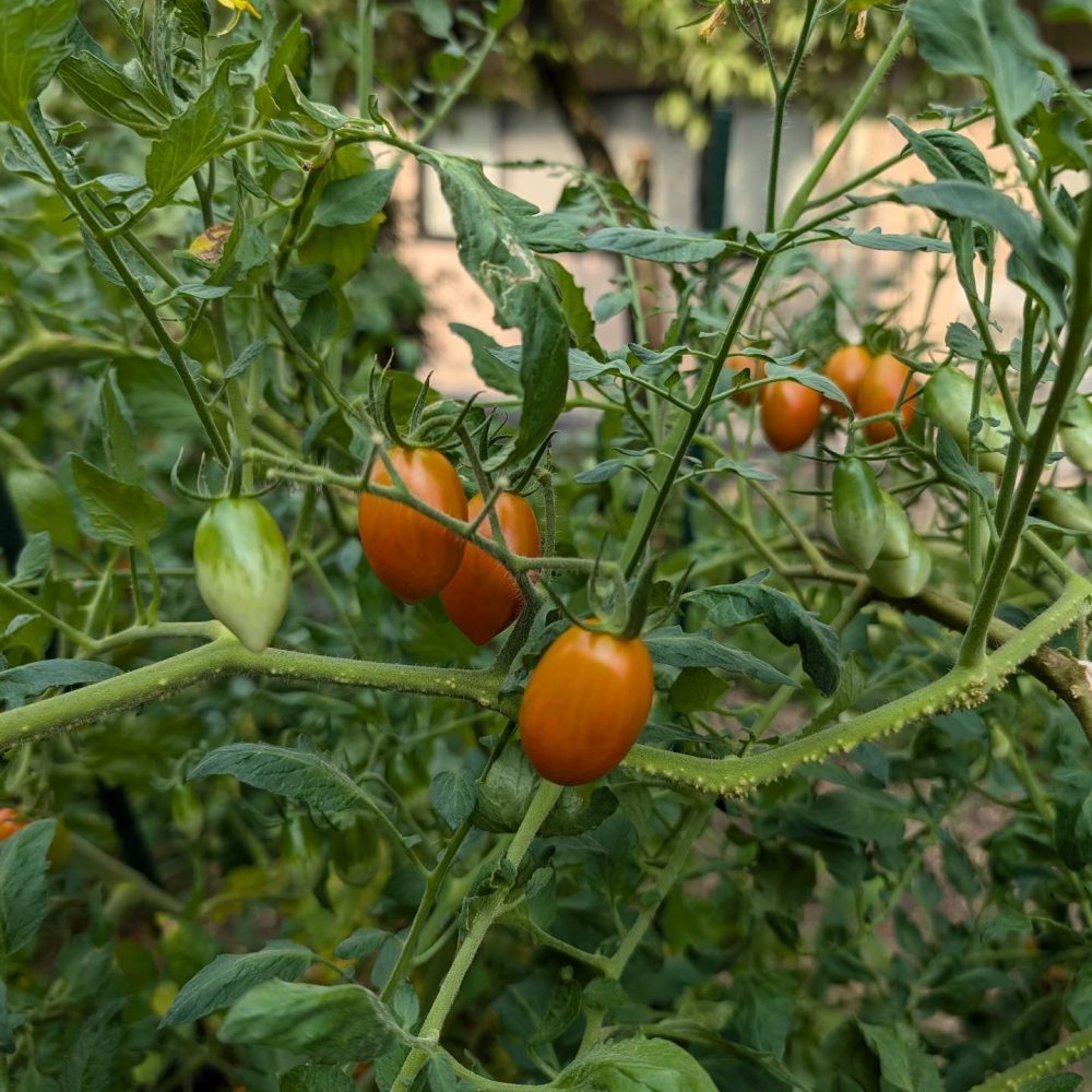 中庭家庭菜園通信⑫　 トマト畑は密林化しておりますが生産量は高い水準です。頑張らないと食べきれませ〜ん。連日の猛暑ですので、収穫は職員のみで頑張っております。#横瀬町 #秩父 #ウエルハイムヨコゼ #家庭菜園通信 #トマト畑