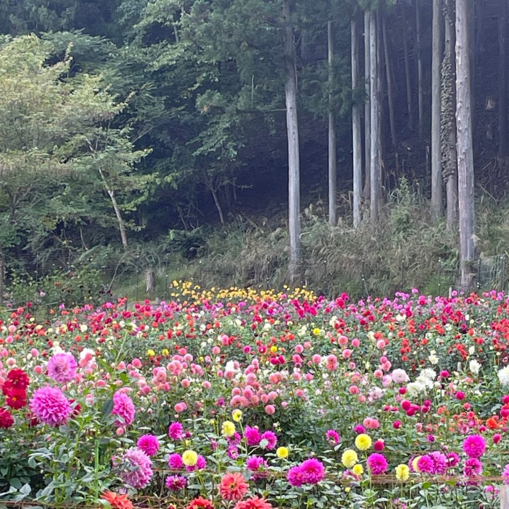 ダリア園見学　綺麗に咲き誇るダリアを見てきました🏵️秋の心地よい風をかんじられるひと時でした。#ウエルハイムヨコゼ #横瀬町 #秩父 #小鹿野ダリア園 #特養ドライブ #介護士さんと繋がりたい