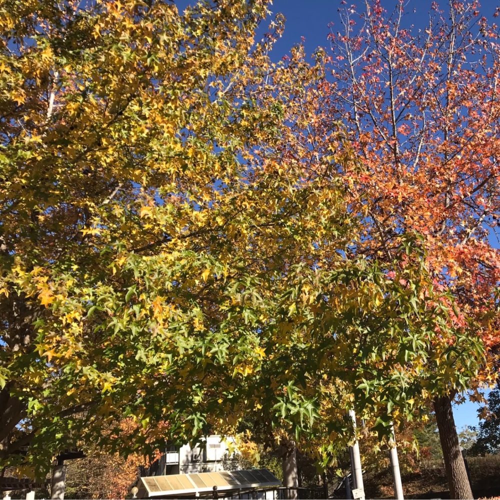 紅葉ドライブ　秋の穏やかな陽射しを浴びて紅葉を見に行きました。鮮やかな紅葉を皆さん楽しまれておりました。#ウエルハイムヨコゼ #横瀬町 #秩父 #特養の日常 #特養ドライブ #紅葉ドライブ #介護士さんと繋がりたい