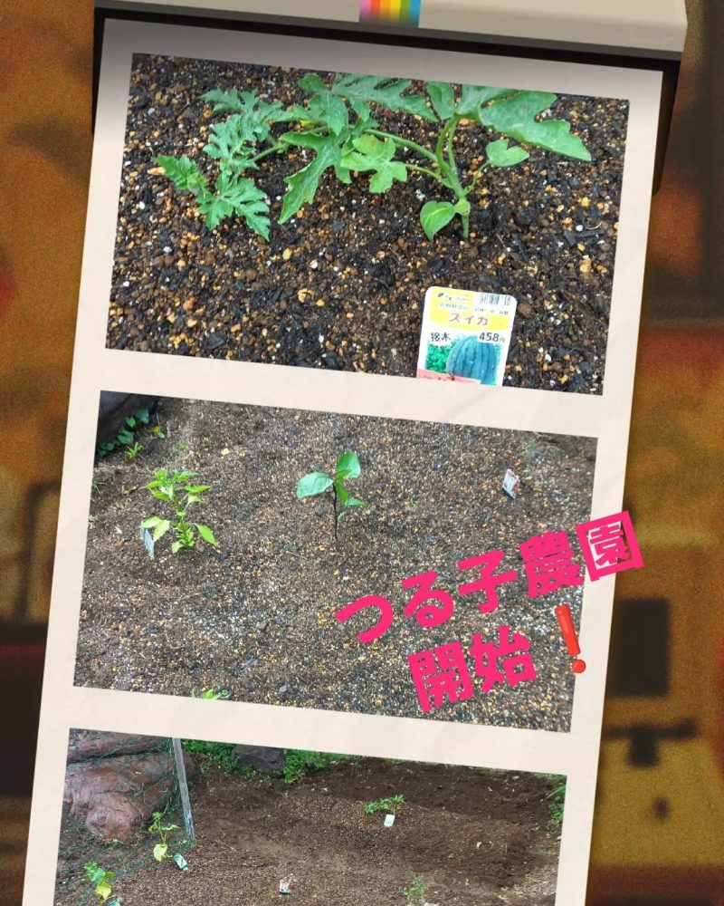 つる子農園開始️　今年もつる子農園開場です。利用者さんと一緒に美味しい野菜を作りますよ〜今年はスイカにも初挑戦です️#ウエルハイムヨコゼ #横瀬町 #秩父 #つる子のつぶやき #特別養護老人ホーム #特養の日常 #家庭菜園通信