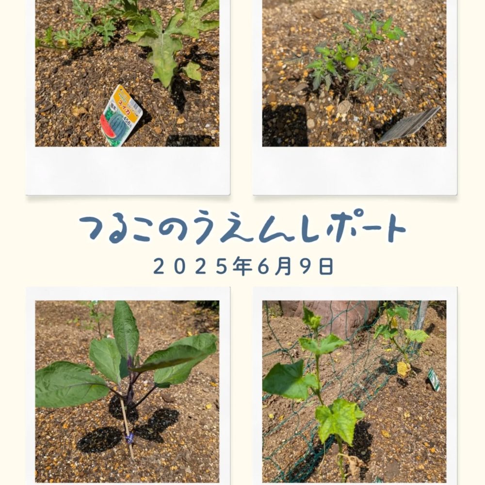 つる子農園レポート　作付した作物は元気に育っておりま〜す。ミニトマトには早速に実がなりました〜#ウエルハイムヨコゼ #つる子のつぶやき #つる子農園#秩父 #横瀬町 #介護士さんと繋がりたい