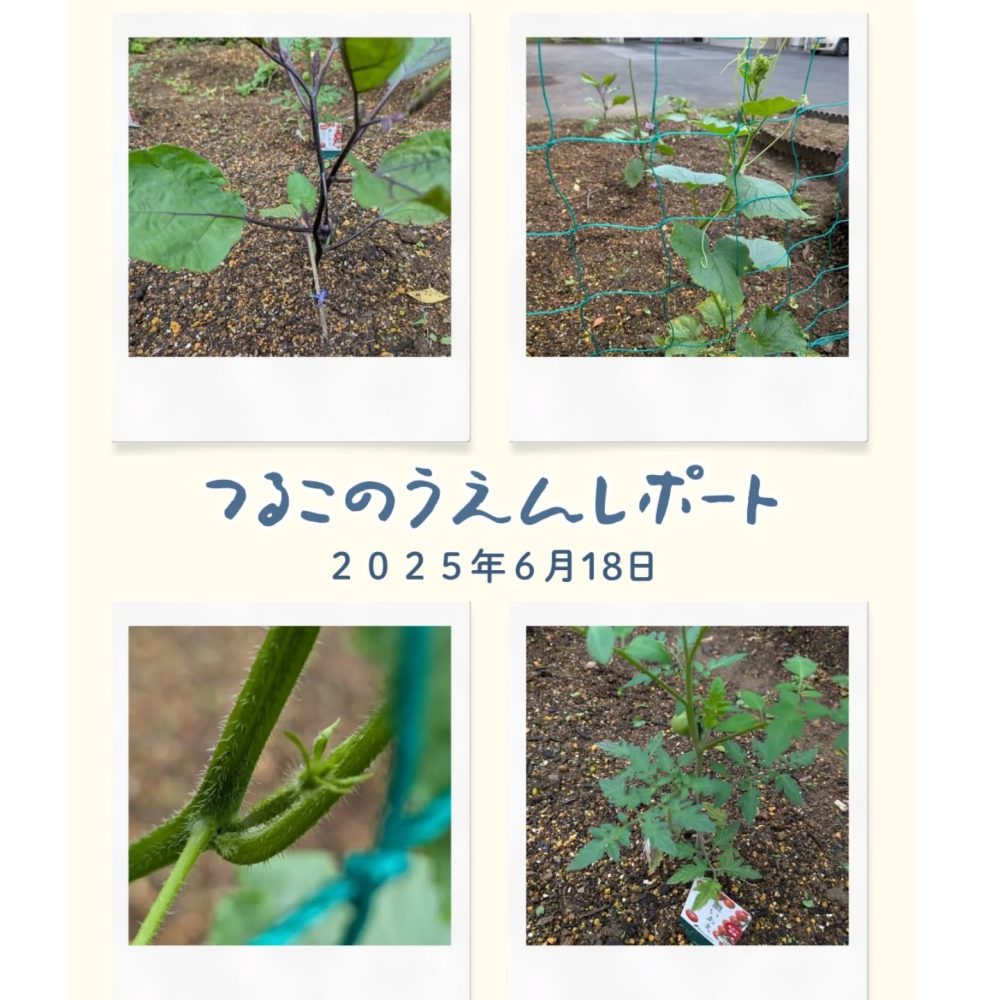つる子農園レポート　キュウリにも実がつきましたよ🥒少し強い陽射しを浴びてスクスク成育しております#つる子のつぶやき #ウエルハイムヨコゼ #横瀬町 #秩父 #家庭菜園通信 #特養の日常 #介護士さんと繋がりたい