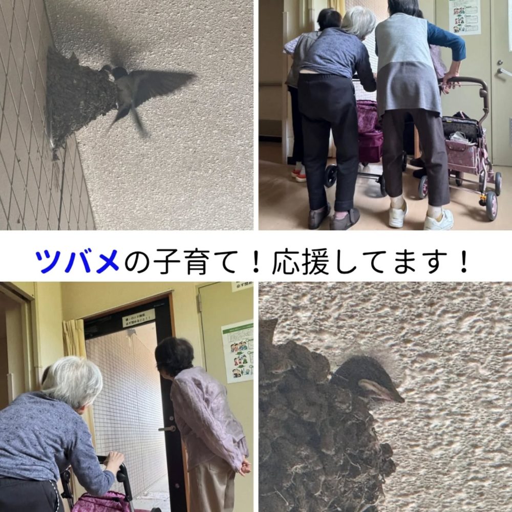 ツバメ　ウエルハイムヨコゼでは燕さんが子育て中です。利用者の方も成長を楽しみにしております。雛も大きくなり旅立ちも近づいています。#ウエルハイムヨコゼ #秩父 #横瀬町 #つる子のつぶやき #介護士さんと繋がりたい #特養老人ホーム