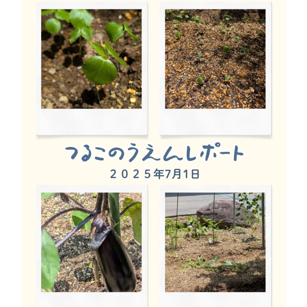 つる子農園レポート　拡張部分にはミャンマー出身の職員さんが、母国では良く召し上がられる『ローゼル』を植えてくれました。早速、芽が出ましたのでお知らせいたします。#ウエルハイムヨコゼ #横瀬町 #秩父 #つる子のつぶやき #家庭菜園通信 #ローゼル #介護士さんと繋がりたい