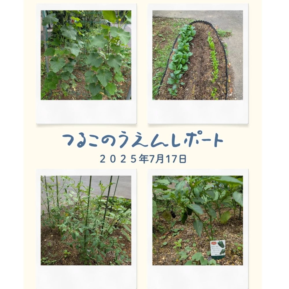 つる子農園レポート　雨の合間に撮影📸沢山の水分を吸収して、また一段と成長してくれました。ピーマンもそろそろ初収穫できそうです🫑#ウエルハイムヨコゼ #秩父 #横瀬町 #介護士さんと繋がりたい #特別養護老人ホーム #家庭菜園通信 #つる子のつぶやき #介護