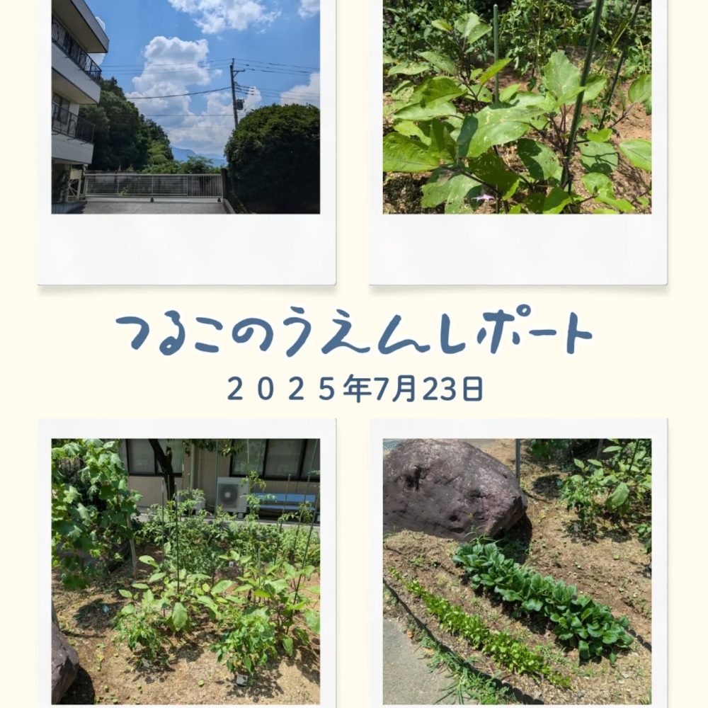 つる子農園レポート　夏が来ました！暑い陽射しを浴びてグングン育っております。ただ少し暑すぎますが…#ウエルハイムヨコゼ #横瀬町 #秩父 #家庭菜園通信 #特別養護老人ホーム #介護士さんと繋がりたい #介護施設 #つる子のつぶやき