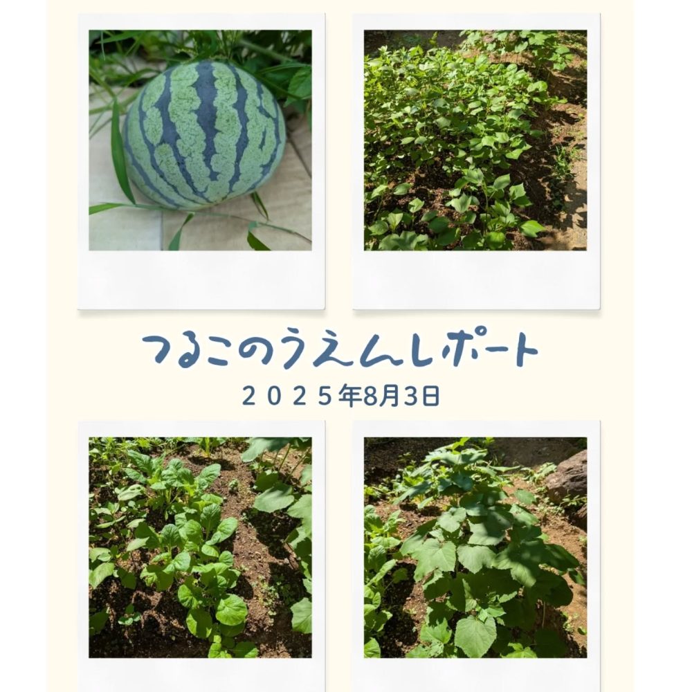 つる子農園レポート『すいか』　８月に入りましてギラギラとした陽射しが農園にも差し込んでおります。スイカが丸々と育っておりますよ〜これは愉しみです#ウエルハイムヨコゼ #横瀬町 #秩父 #特別養護老人ホーム #介護士さんと繋がりたい #家庭菜園通信 #家庭菜園 #スイカ