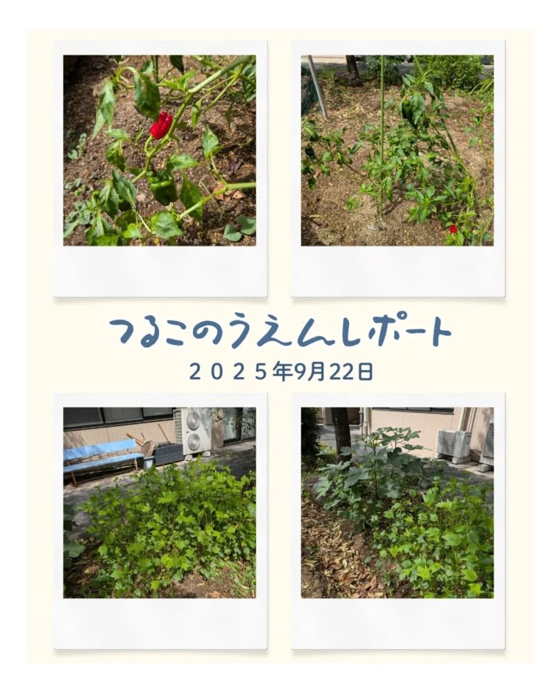 つる子農園レポート 暑さ寒さも彼岸までと申しますが、過ごしやすくなってきましたね。つる子農園ではトマト&ナスは終了いたしまして、パプリカ🫑、オクラ、ローリエのみとなりました。夏の終わり…来年に向けて土づくりです。#ウエルハイムヨコゼ #秩父 #横瀬町 #介護士さんと繋がりたい #特別養護老人ホーム #介護 #福祉 #家庭菜園