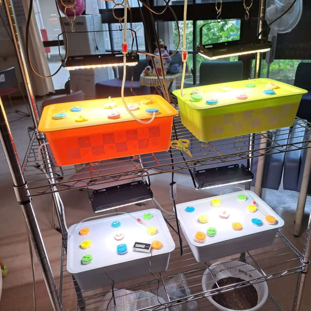レタス水耕栽培通信4　成長してきたので容器をチェンジタイマーで24時間管理をしております。日々の成長を利用者さんも楽しみにしております。#ウエルハイムヨコゼ 　#横瀬デイサービスセンター 　#秩父 　#横瀬町 　#横瀬デイコラボ企画 　#レタス水耕栽培