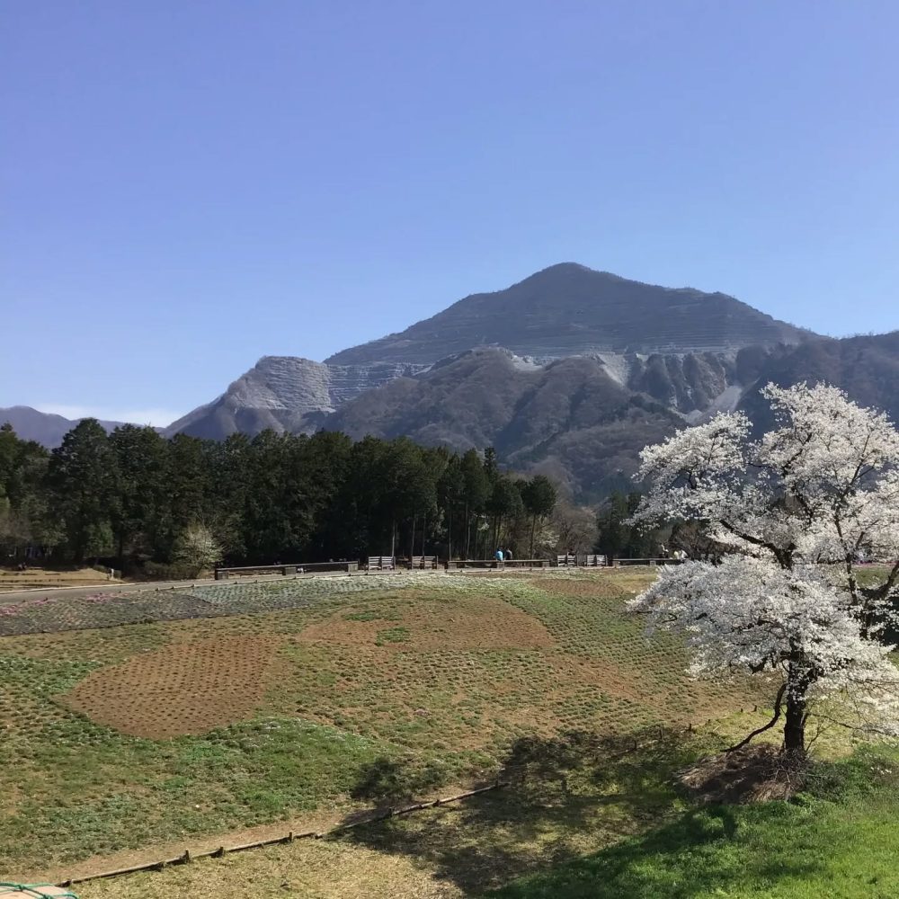 お花見ドライブ　天気にも恵まれて愉しく行ってきました。ちょうど満開でした　#ウエルハイムヨコゼ #横瀬町 #秩父 #特養の日常 #お花見ドライブ
