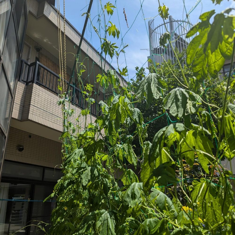 横瀬は真夏日です！　34℃を超えています…確かまた梅雨のはず！？グリーンカーテン越しの青空は眩しいです。つる子は午後も頑張りますよ、皆さんも水分補給忘れずに〜#ウエルハイムヨコゼ#秩父#横瀬町 #真夏日 #特養の日常