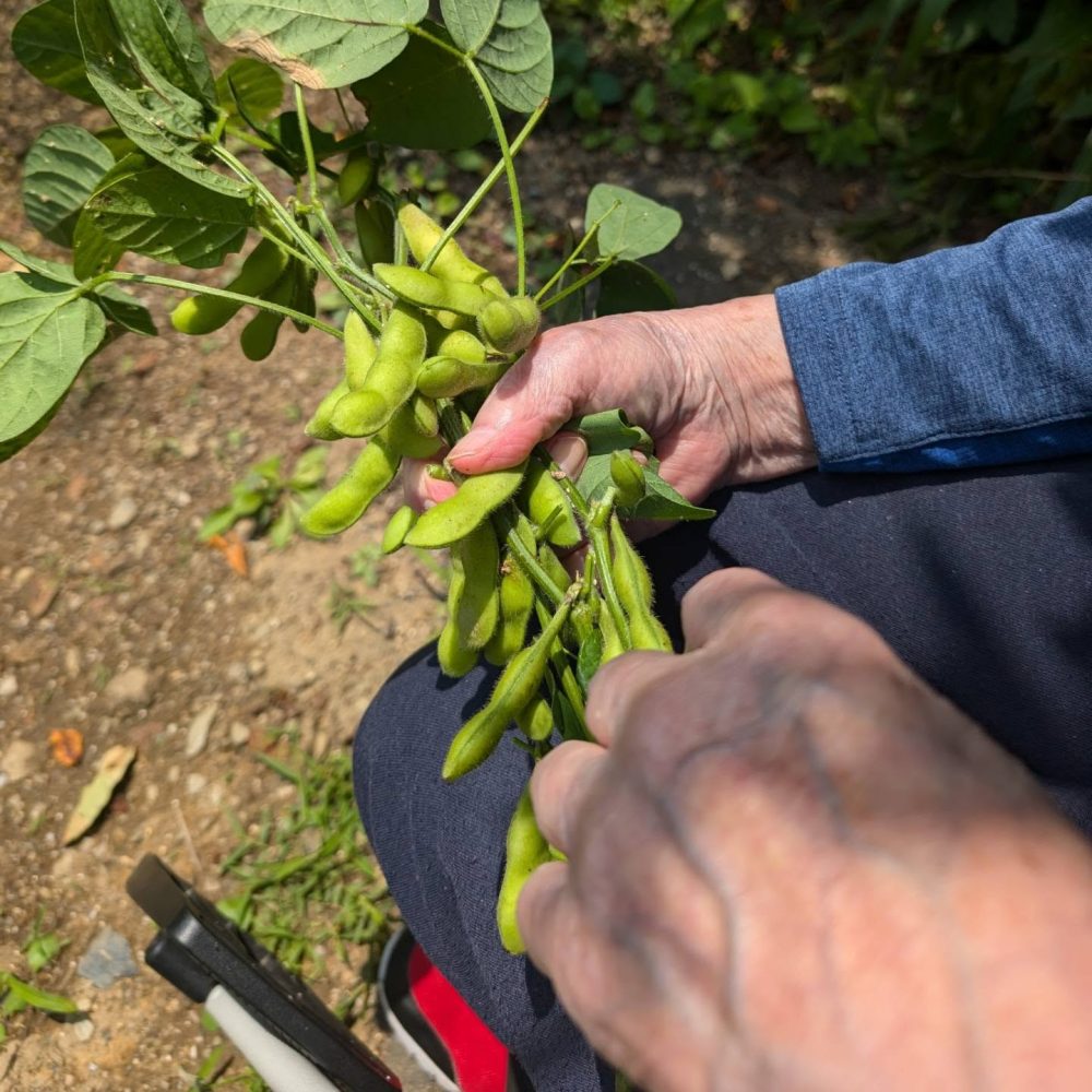 中庭家庭菜園通信⑩　枝豆を収穫しましたよ。暑かった〜。塩茹にしていただきました。正直つる子はが欲しいですw#ウエルハイムヨコゼ #横瀬町 #秩父 #家庭菜園通信 #特養家庭菜園 #枝豆収穫 #特養の日常