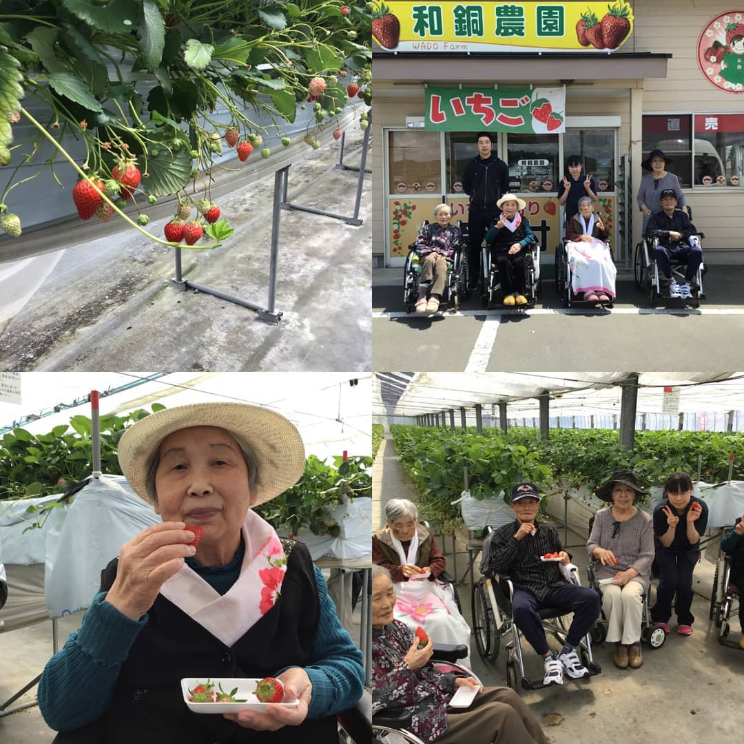 いちご狩り:いちご狩りに行ってきました瑞々しいいちごを口に頬張りますと、甘さが口一杯に広がりました#ウエルハイムヨコゼ #横瀬町 #秩父 #特養レク  #秩父いちご狩り